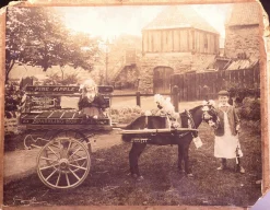 Fentimans Ginger Beer New