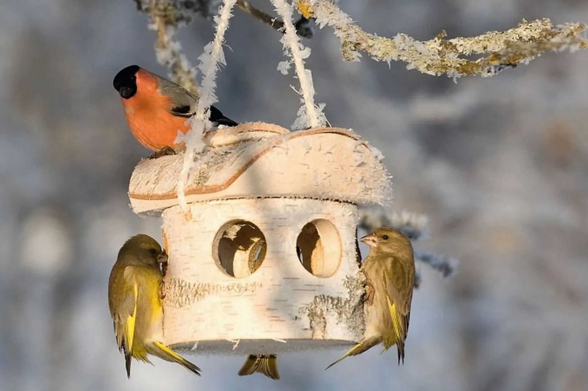 nest4nature Futterhaus Birkenholz Online