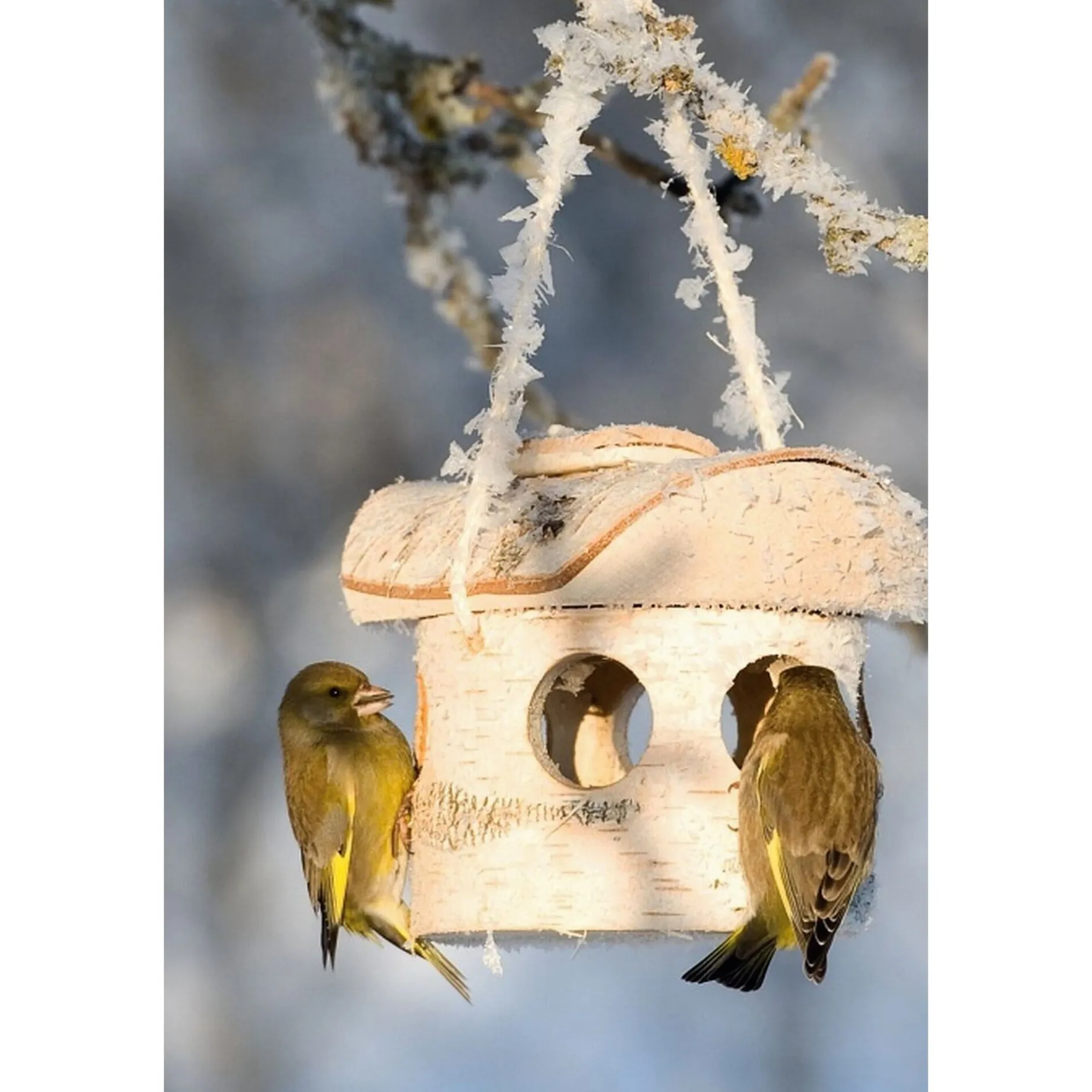 nest4nature Futterhaus Birkenholz Online