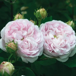 Rosenhof Schultheis Gallische Rose 'Duchesse de Montebello' Online