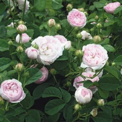 Rosenhof Schultheis Gallische Rose 'Duchesse de Montebello' Online