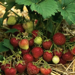 Martin Müller Baumschulen Gartenerdbeere 'Mara des Bois' Online
