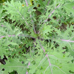 Bio-Jungpflanzen Wunderlich Gemüsejungpflanzen für das Hochbeet Set 1 und 2 Hot