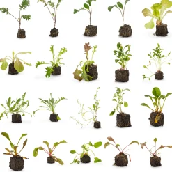 Bio-Jungpflanzen Wunderlich Gemüsejungpflanzen für das Hochbeet Set 1 und 2 Hot