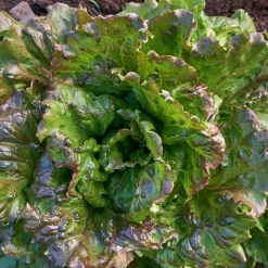 Bio-Jungpflanzen Wunderlich Gemüsejungpflanzen für das Hochbeet Set 1 und 2 Hot