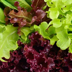 Bio-Jungpflanzen Wunderlich Gemüsejungpflanzen für das Hochbeet Set 1 und 2 Hot