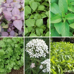 Gartenrot - Anja Walessa Gemüsesamen Asiatische Kräuter