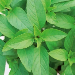 Gartenrot - Anja Walessa Gemüsesamen Asiatische Kräuter