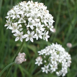 Gartenrot - Anja Walessa Gemüsesamen Asiatische Kräuter