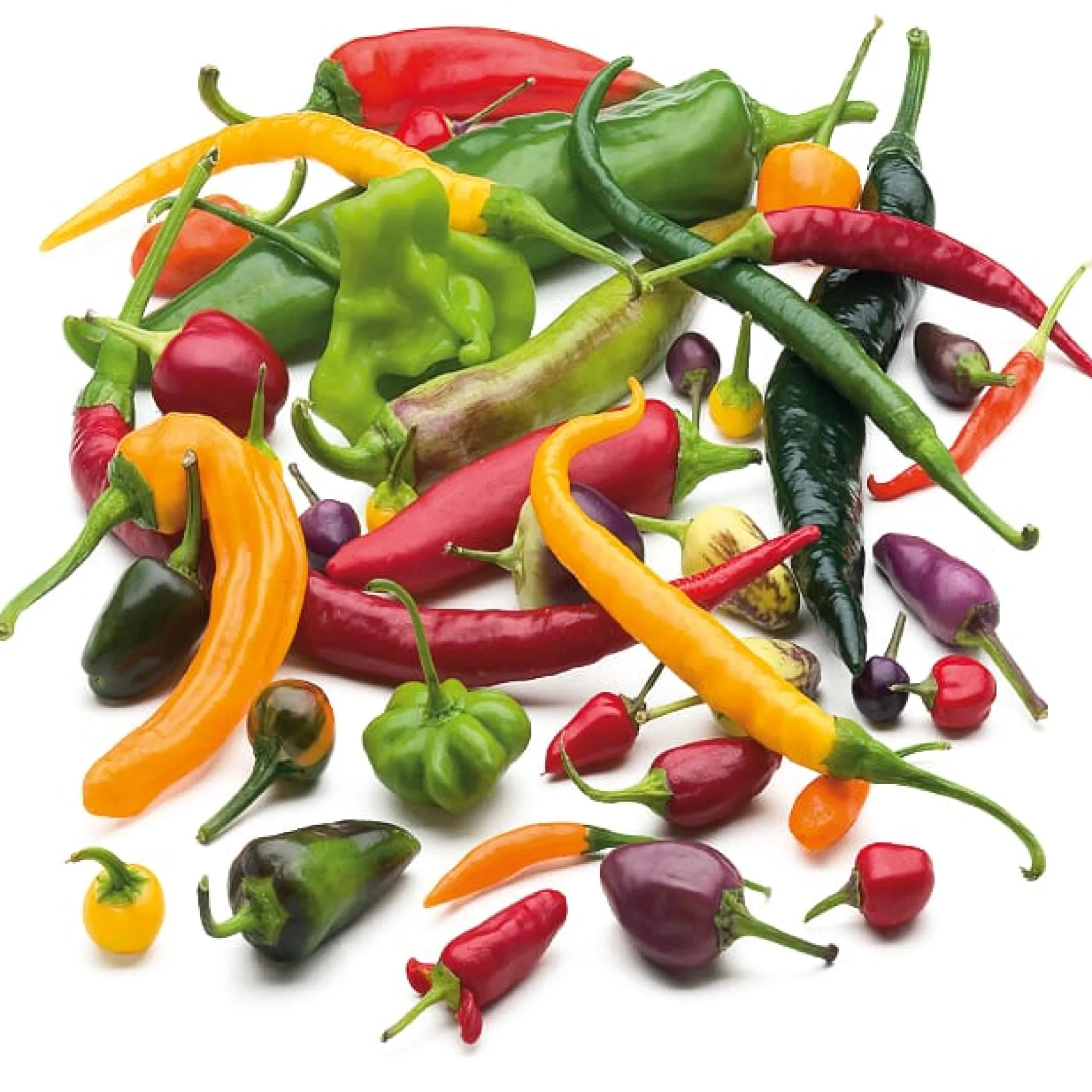 Samenarchiv Gerhard Bohl Gemüsesamen Balkonfruchtgemüse Sale