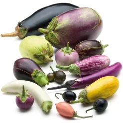 Samenarchiv Gerhard Bohl Gemüsesamen Balkonfruchtgemüse Sale