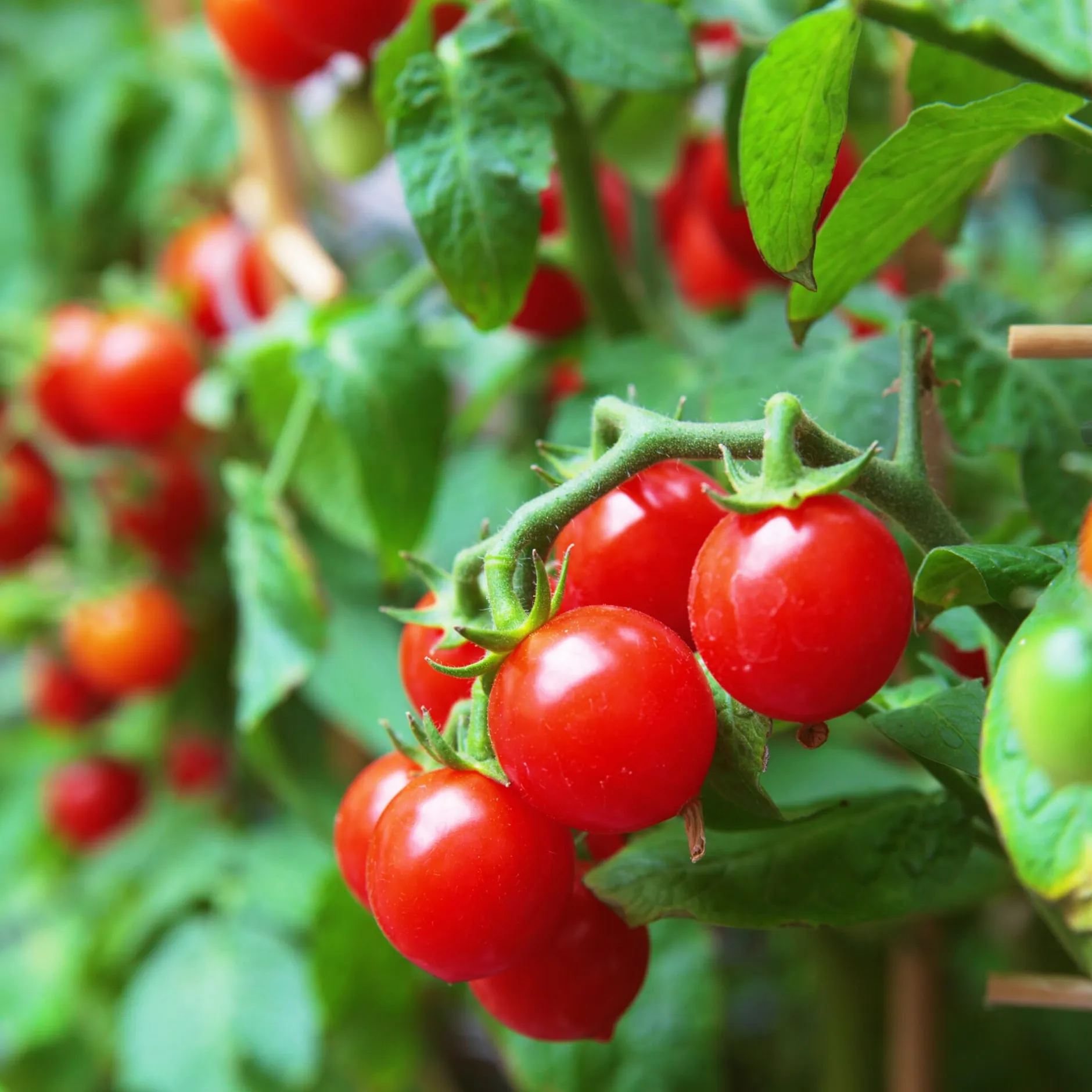 Samenarchiv Gerhard Bohl Gemüsesamen Balkonfruchtgemüse Sale