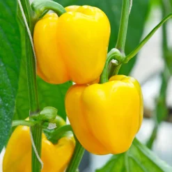 Samenarchiv Gerhard Bohl Gemüsesamen Balkonfruchtgemüse Sale