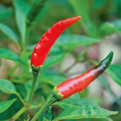 Samenarchiv Gerhard Bohl Gemüsesamen Balkonfruchtgemüse Sale