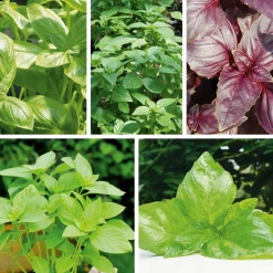 Gartenrot - Anja Walessa Gemüsesamen 'Besondere Basilikum' Discount