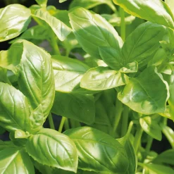 Gartenrot - Anja Walessa Gemüsesamen 'Besondere Basilikum' Discount