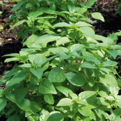 Gartenrot - Anja Walessa Gemüsesamen 'Besondere Basilikum' Discount