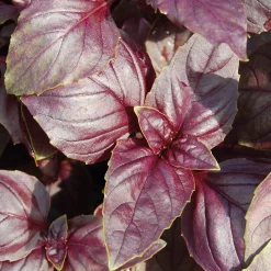 Gartenrot - Anja Walessa Gemüsesamen 'Besondere Basilikum' Discount