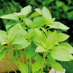 Gartenrot - Anja Walessa Gemüsesamen 'Besondere Basilikum' Discount