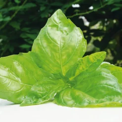 Gartenrot - Anja Walessa Gemüsesamen 'Besondere Basilikum' Discount