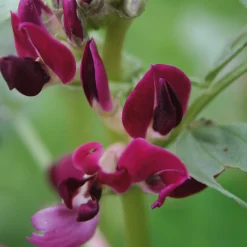 Manufactum Gemüsesamen Besondere Bohnen und Erbsen Clearance