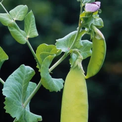 Manufactum Gemüsesamen Besondere Bohnen und Erbsen Clearance
