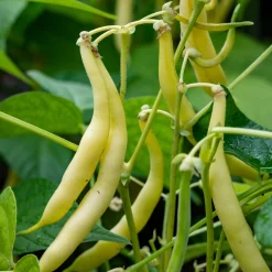 Manufactum Gemüsesamen Besondere Bohnen und Erbsen Clearance