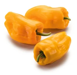 Manufactum Gemüsesamen Besondere Chilis und Paprika Discount