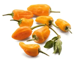 Manufactum Gemüsesamen Besondere Chilis und Paprika Discount