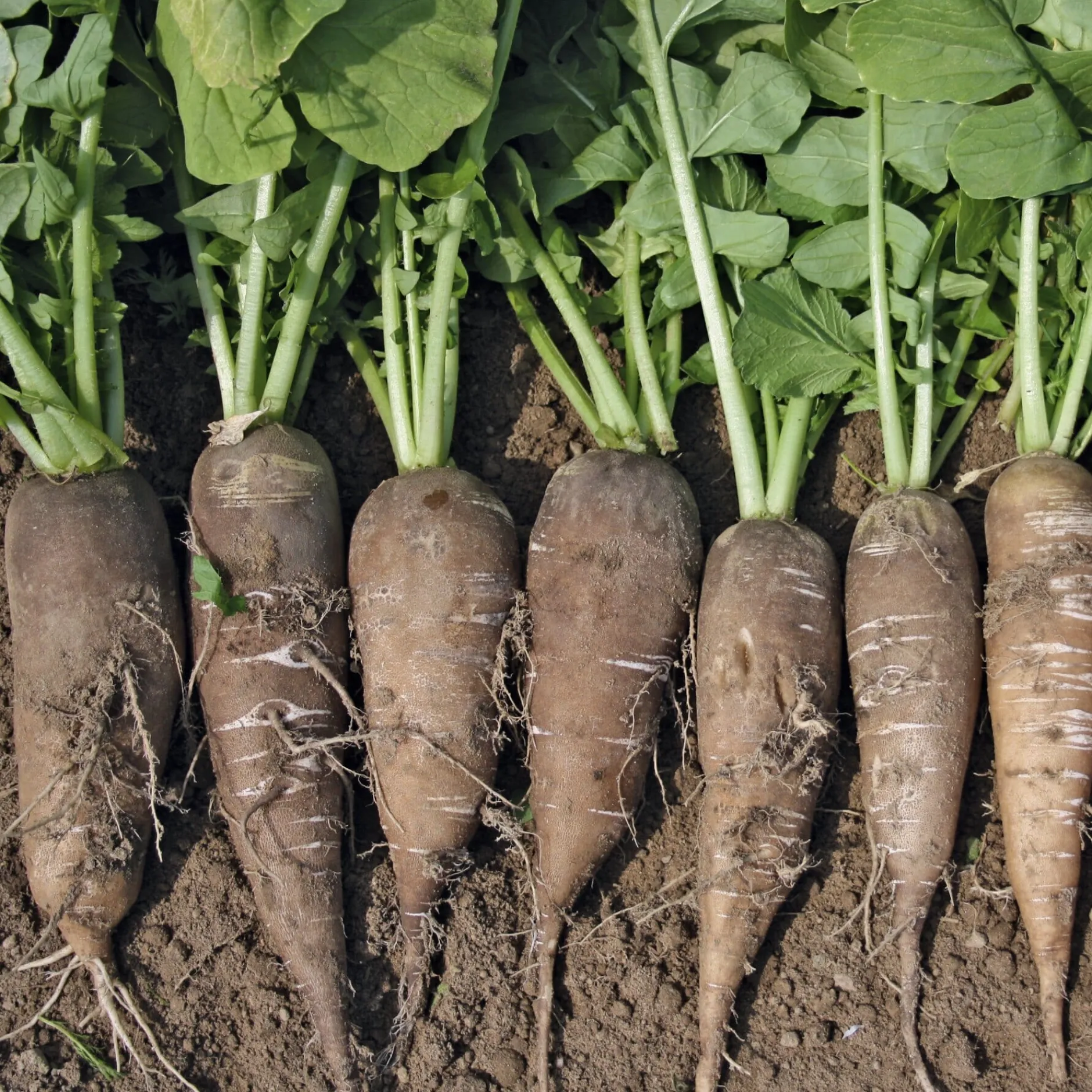 Manufactum Gemüsesamen Gemüse aus deutschen Regionen Hot