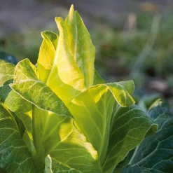 Manufactum Gemüsesamen Gemüse aus deutschen Regionen Hot