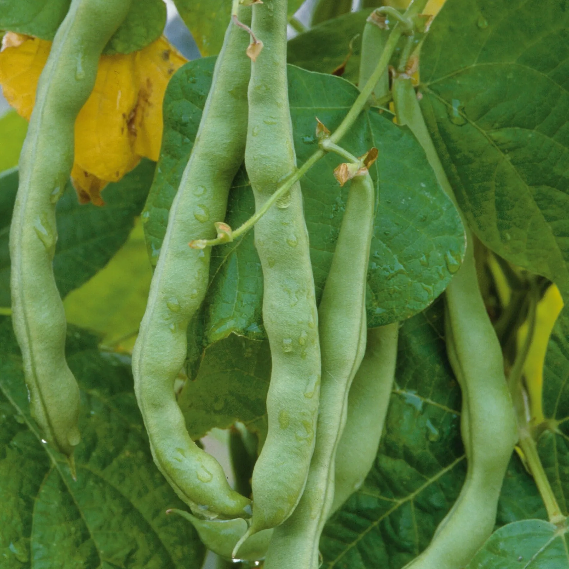 Manufactum Gemüsesamen Gemüse aus deutschen Regionen Hot