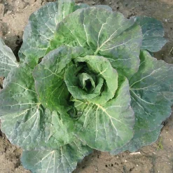 Manufactum Gemüsesamen Gemüse aus deutschen Regionen Hot