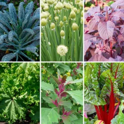 Samenarchiv Gerhard Bohl Gemüsesamen Historische Blattgemüse Clearance