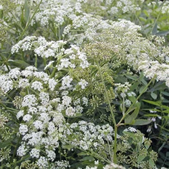 Samenarchiv Gerhard Bohl Gemüsesamen Historische Wurzelgemüse Sale