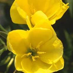 Samenarchiv Gerhard Bohl Gemüsesamen Historische Wurzelgemüse Sale