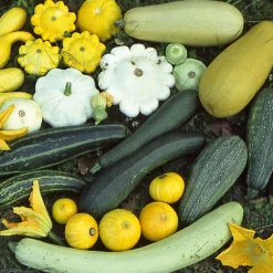 Samenarchiv Gerhard Bohl Gemüsesamen Kürbisgewächse Sale