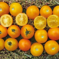Samenarchiv Gerhard Bohl Gemüsesamen Tomaten für den Balkon Best