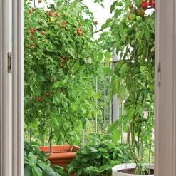 Samenarchiv Gerhard Bohl Gemüsesamen Tomaten für den Balkon Best