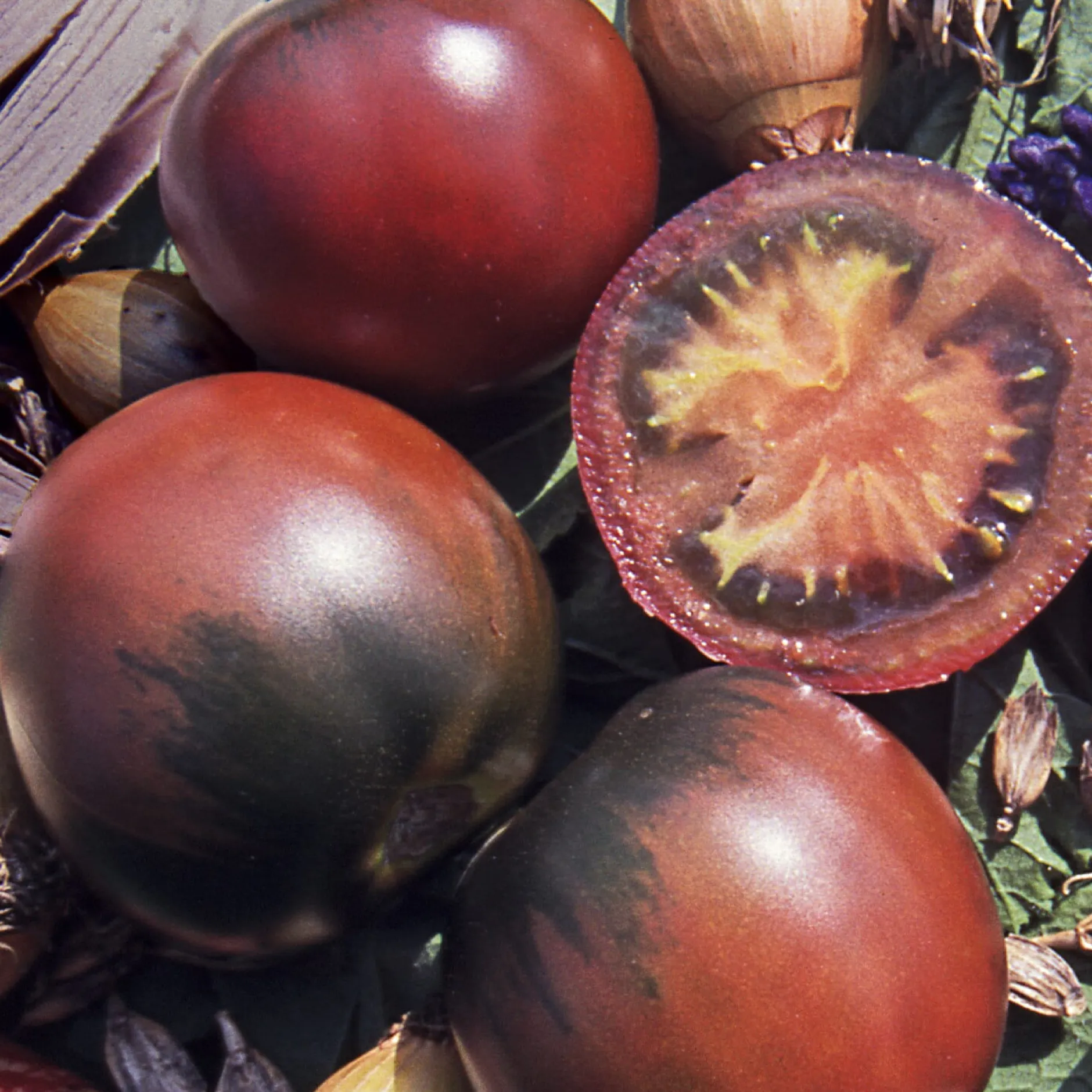 Samenarchiv Gerhard Bohl Gemüsesamen Tomaten in allen Farben