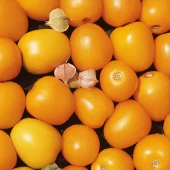 Samenarchiv Gerhard Bohl Gemüsesamen Tomaten in allen Farben