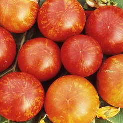 Samenarchiv Gerhard Bohl Gemüsesamen Tomaten in allen Farben