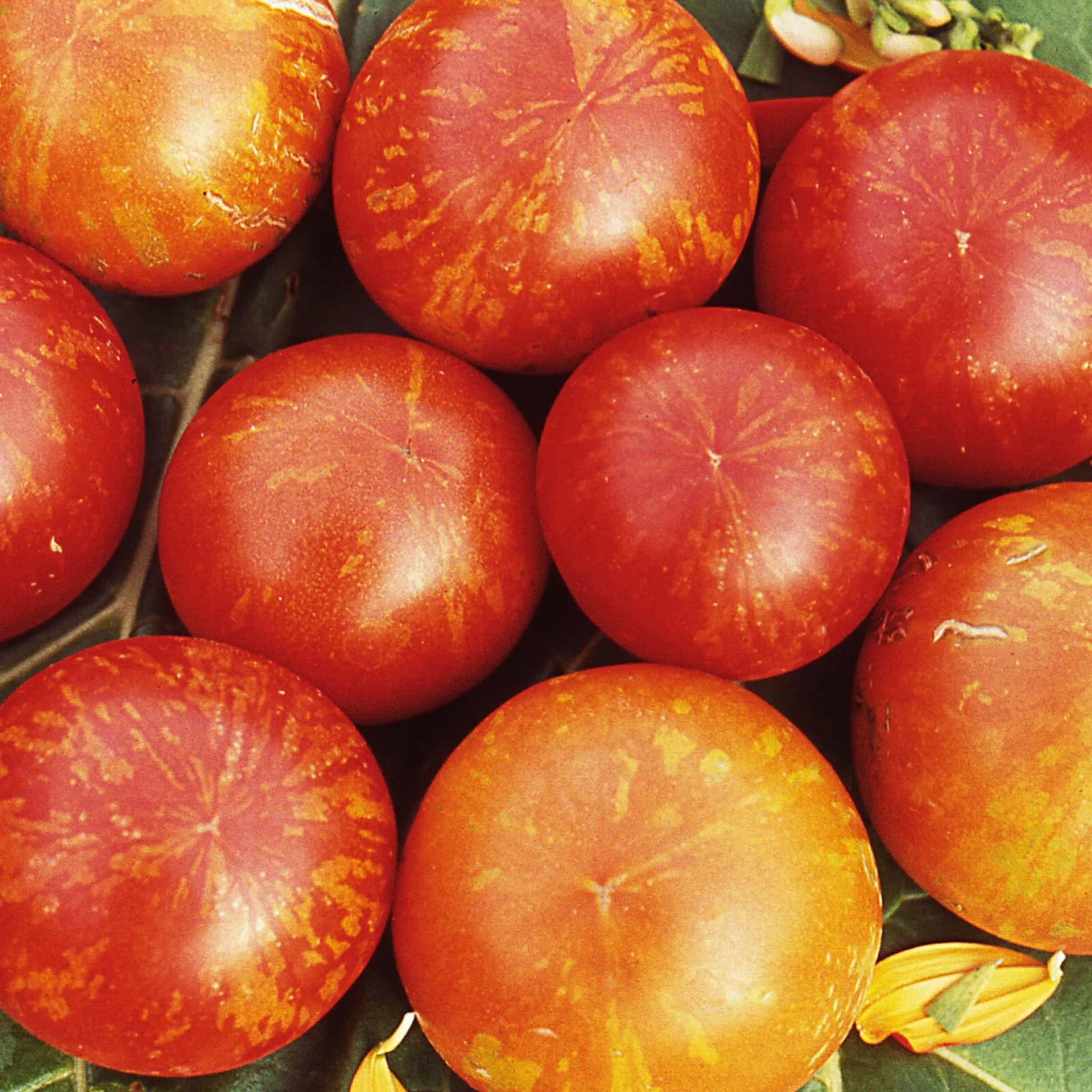 Samenarchiv Gerhard Bohl Gemüsesamen Tomaten in allen Farben