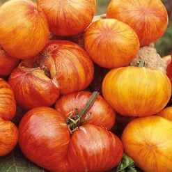 Samenarchiv Gerhard Bohl Gemüsesamen Tomaten in allen Farben