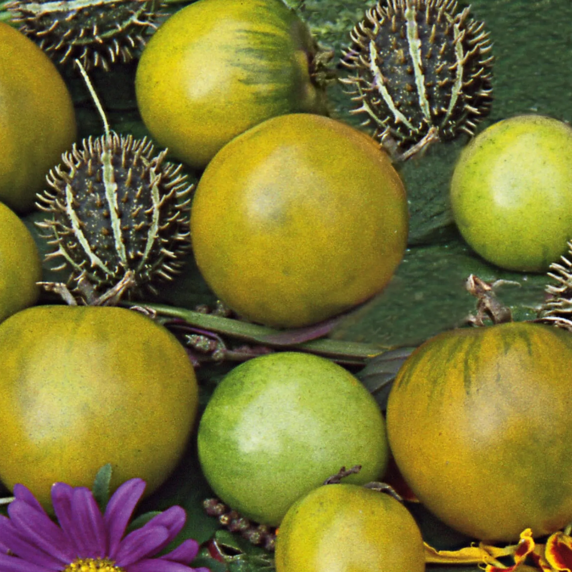 Samenarchiv Gerhard Bohl Gemüsesamen Tomaten in allen Farben