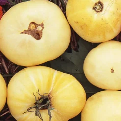 Samenarchiv Gerhard Bohl Gemüsesamen Tomaten in allen Farben