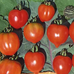 Samenarchiv Gerhard Bohl Gemüsesamen Widerstandsfähige Tomaten No. 2 Clearance