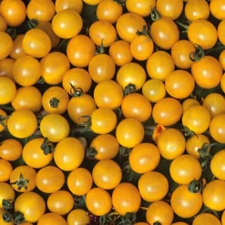 Samenarchiv Gerhard Bohl Gemüsesamen Widerstandsfähige Tomaten No. 2 Clearance