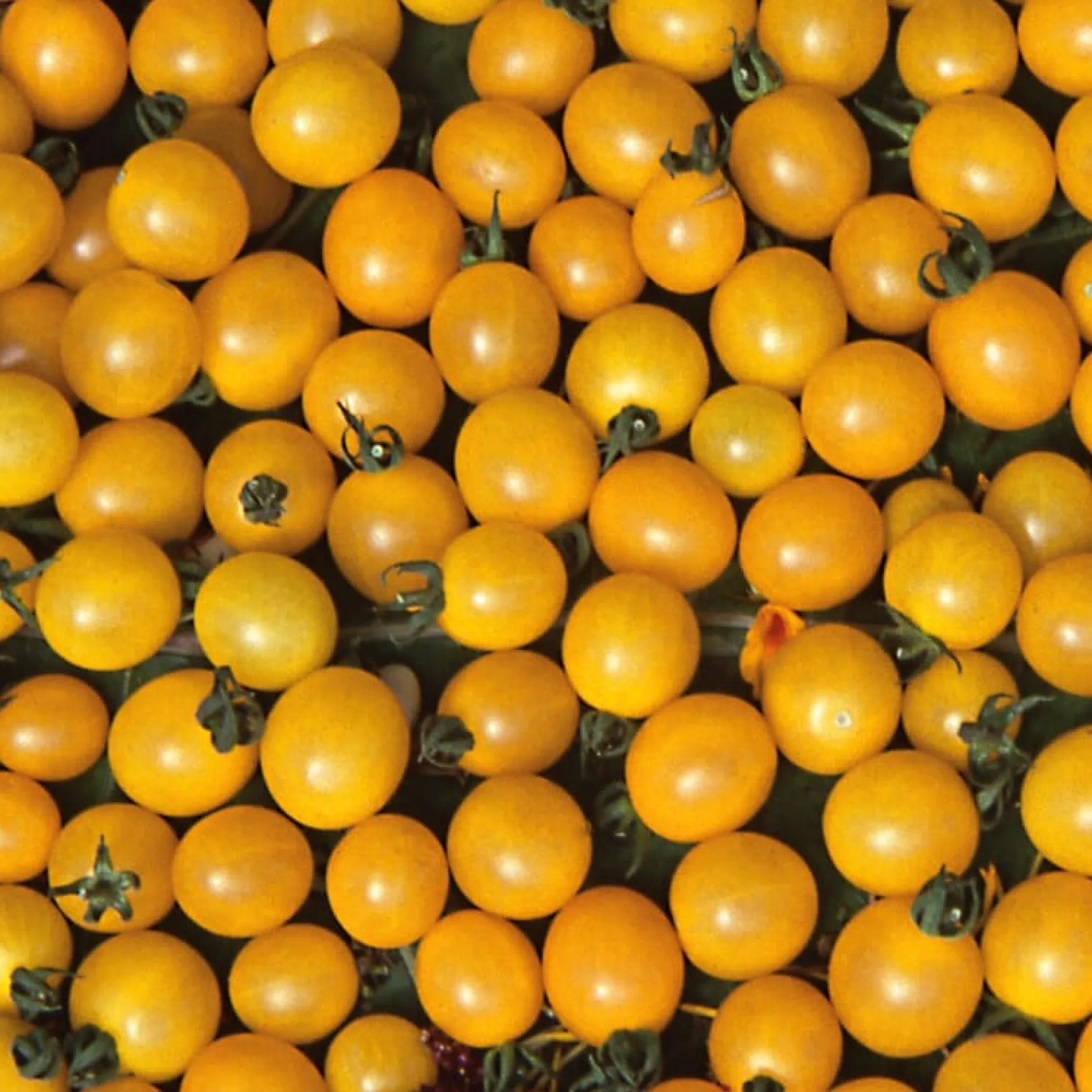 Samenarchiv Gerhard Bohl Gemüsesamen Widerstandsfähige Tomaten No. 2 Clearance