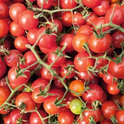 Samenarchiv Gerhard Bohl Gemüsesamen Widerstandsfähige Tomaten No. 2 Clearance